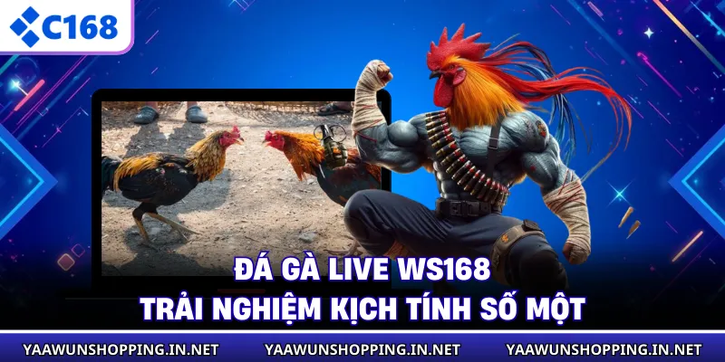 Đá Gà Live WS168 - Trải Nghiệm Kịch Tính Số Một